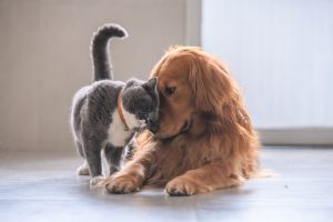 Секрет 20-летних собак: как питание может продлить жизнь питомца на треть